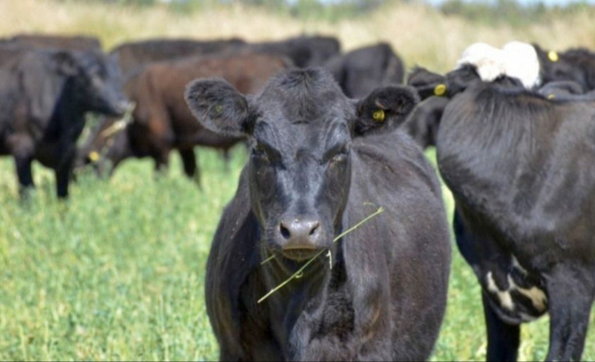 La Pampa ocupa el quinto lugar de lo faenado en 2025
