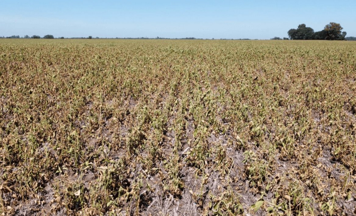 Declaración de Emergencia Agropecuaria: La Sequía Afecta a La Pampa