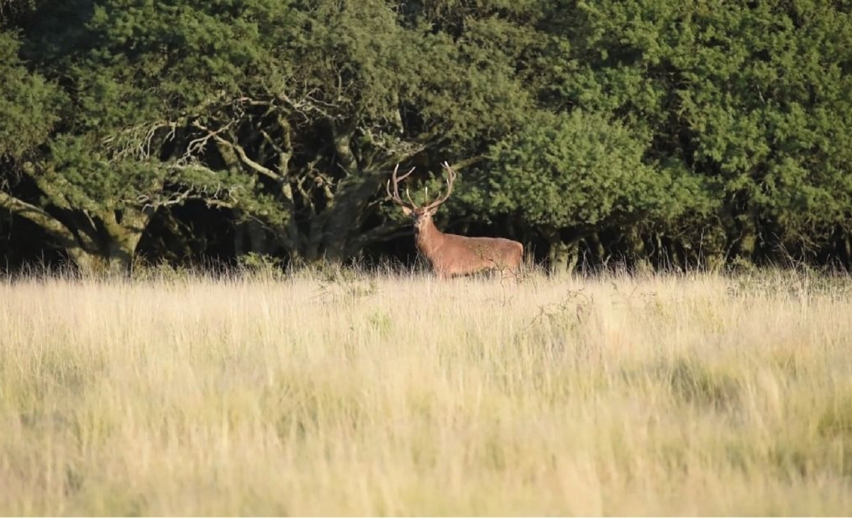 Aplican millonarias multas por infracción a la Ley de Fauna