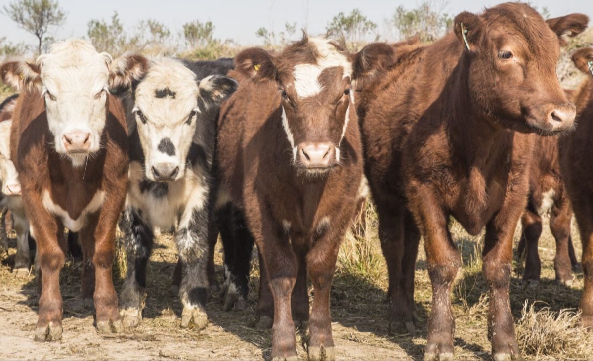 La Agrícola y cabañeros piden  derogar la “ley de Admisión”