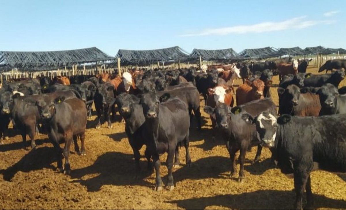 Nuevos créditos para productores pampeanos: Impulso a la infraestructura y genética ganadera