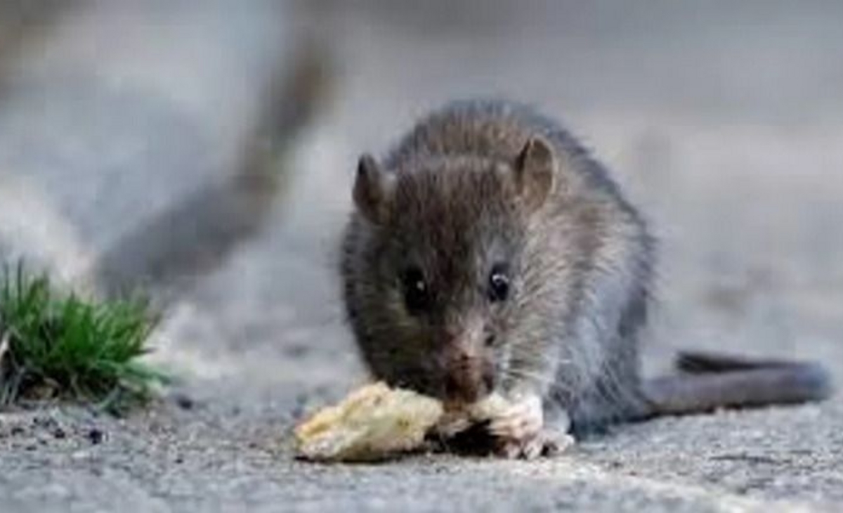 Hantavirus: se confirmó un nuevo caso y sería de la cepa Pampeana