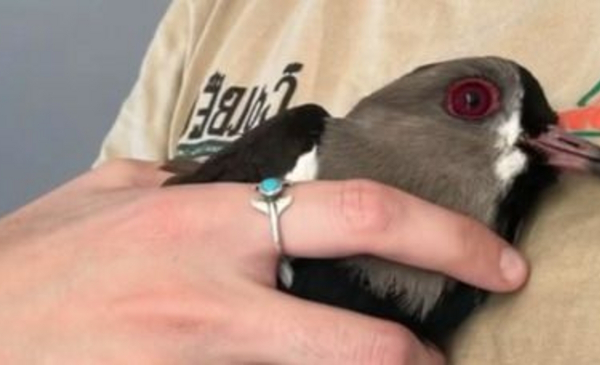 Un acto de amor por la fauna: una fotógrafa rescata y libera a un tero herido