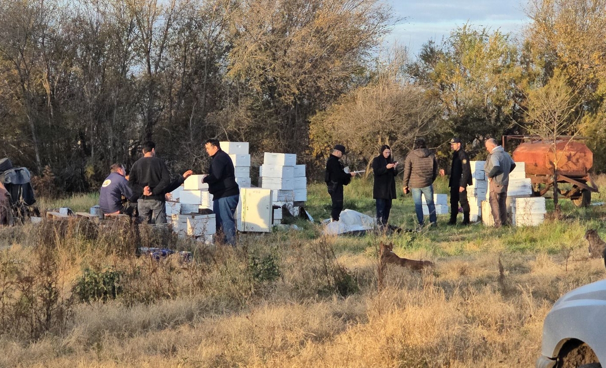 Impactante recuperación: más de 150 colmenas robadas halladas en Castex