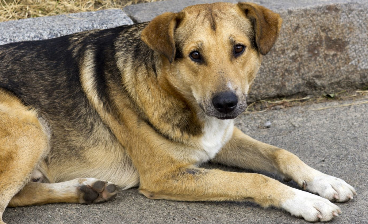 Anguil lanza campaña para promover la tenencia responsable de perros