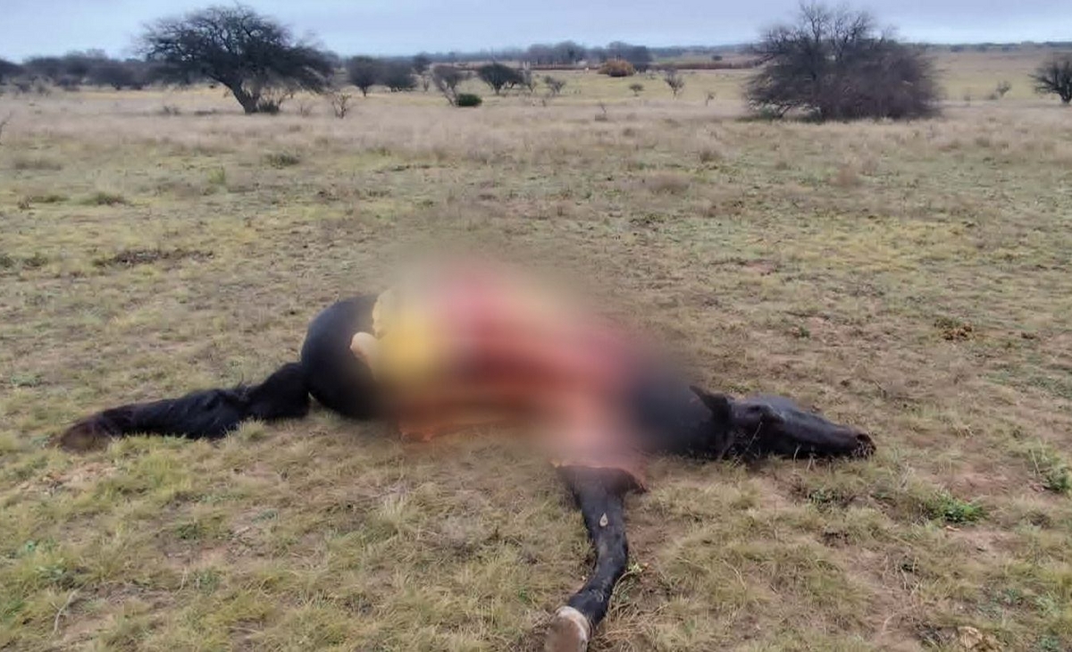 Inseguridad rural: faenaron una yegua de pedigrí en General Acha