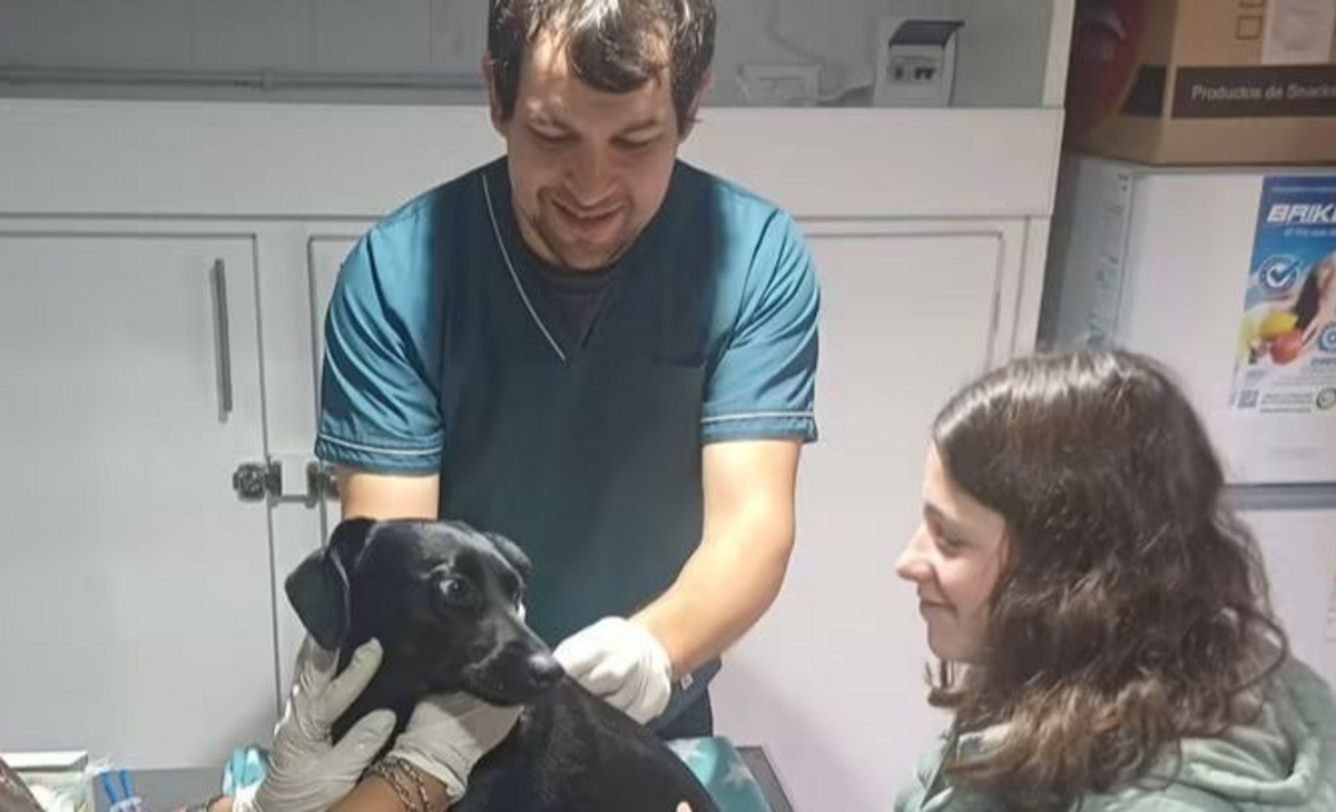 Catriló con una exitosa jornada de salud animal: vacunas y desparasitantes para 50 mascotas