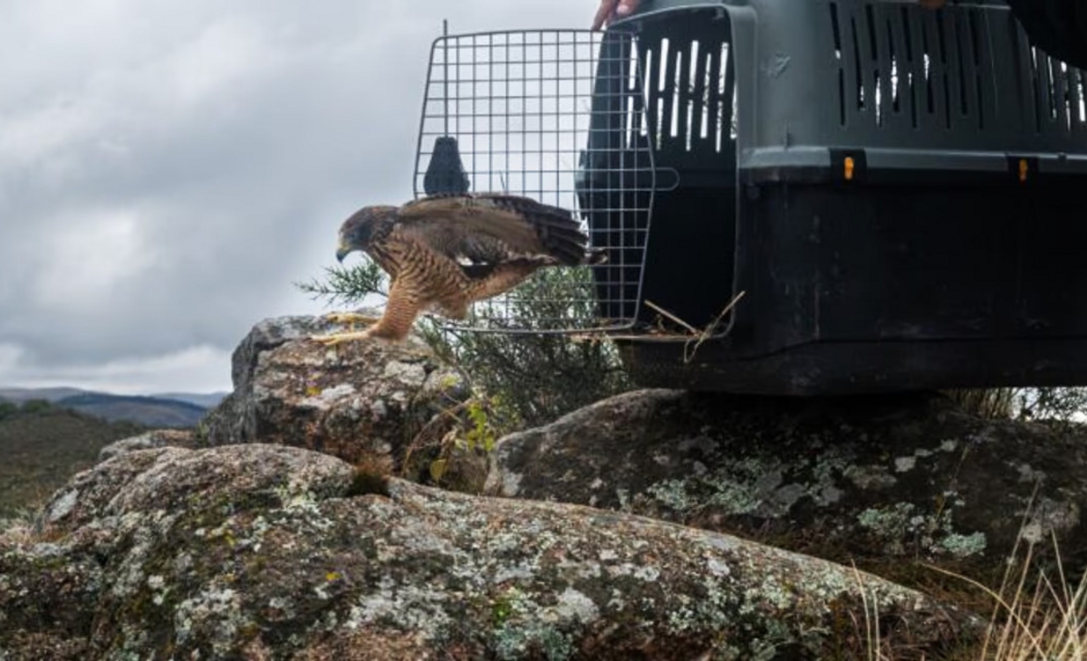 Rehabilitaron aves silvestres y las devolvieron a su habitat natural