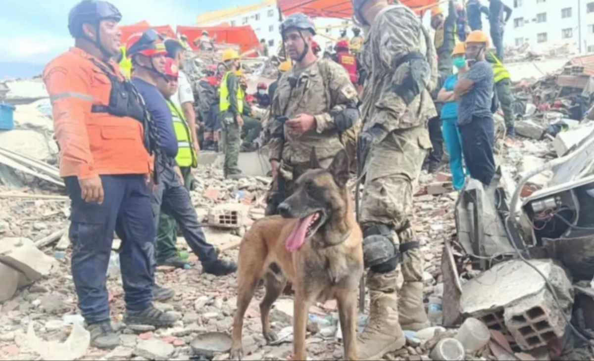 El perro argentino que salvó a dos nenes entre los escombros en Venezuela