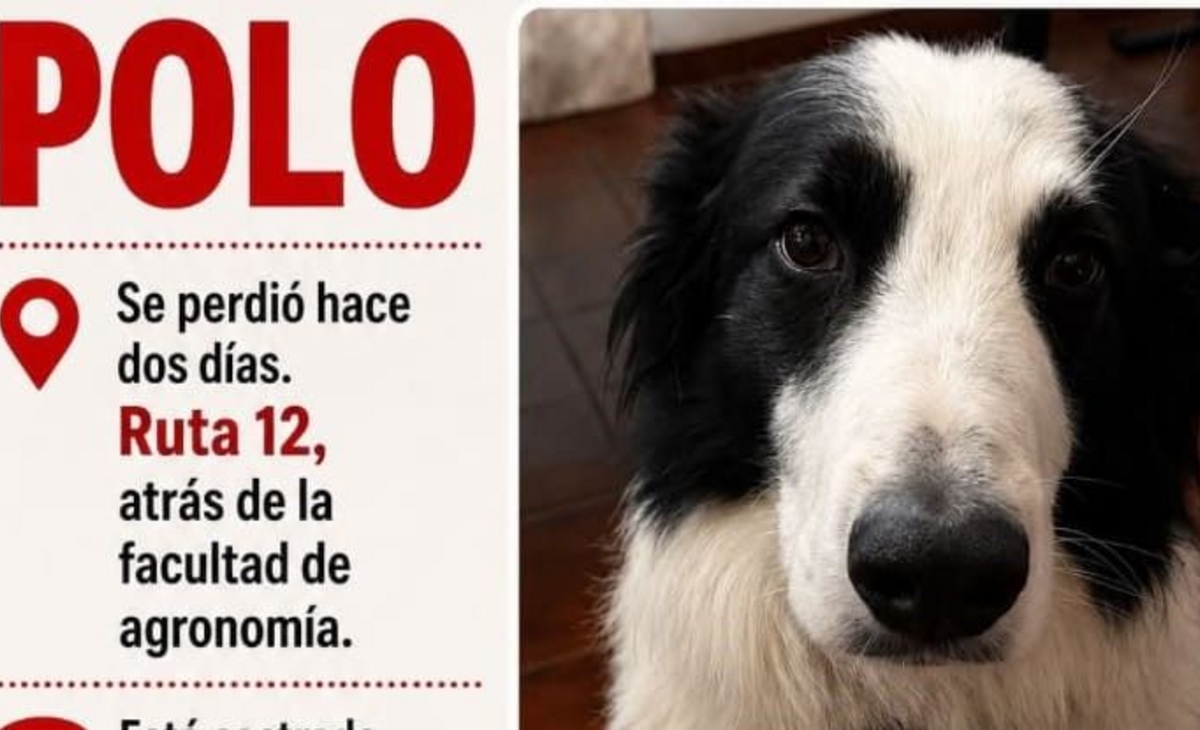 Buscan un perro perdido en la zona de Agronomía