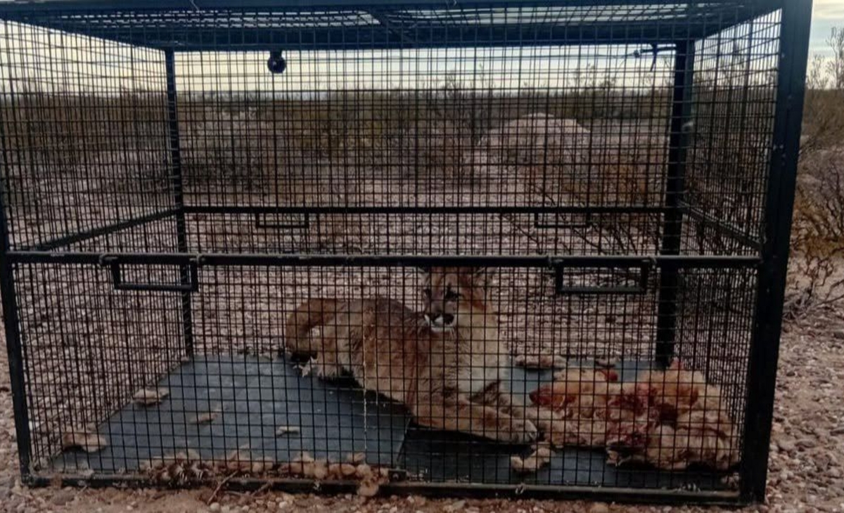 Pumas matan animales en Colonia Chica: atraparon a uno