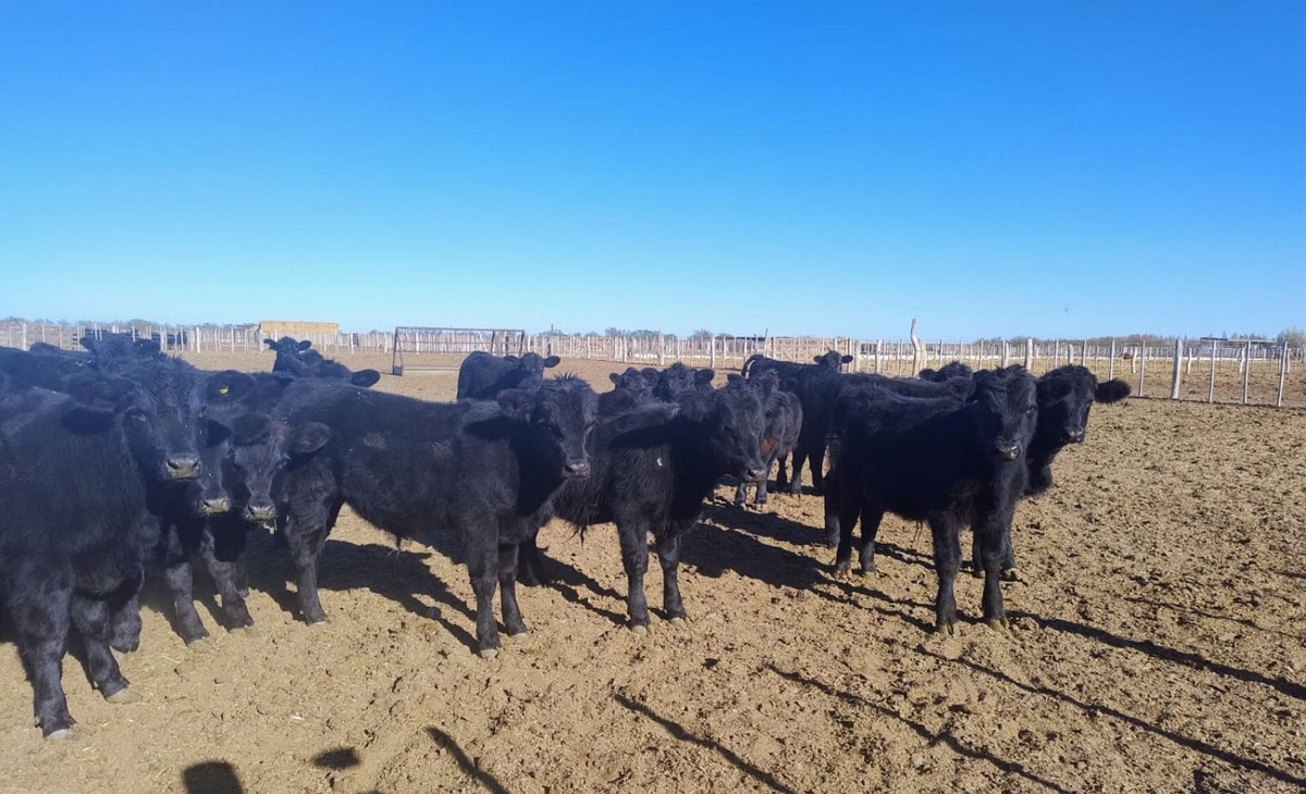Sostenibilidad y Producción: Guano como Fertilizante Orgánico en La Pampa