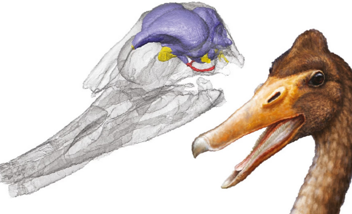 Consiguieron reconstruir el cerebro de una de las primeras aves acuáticas