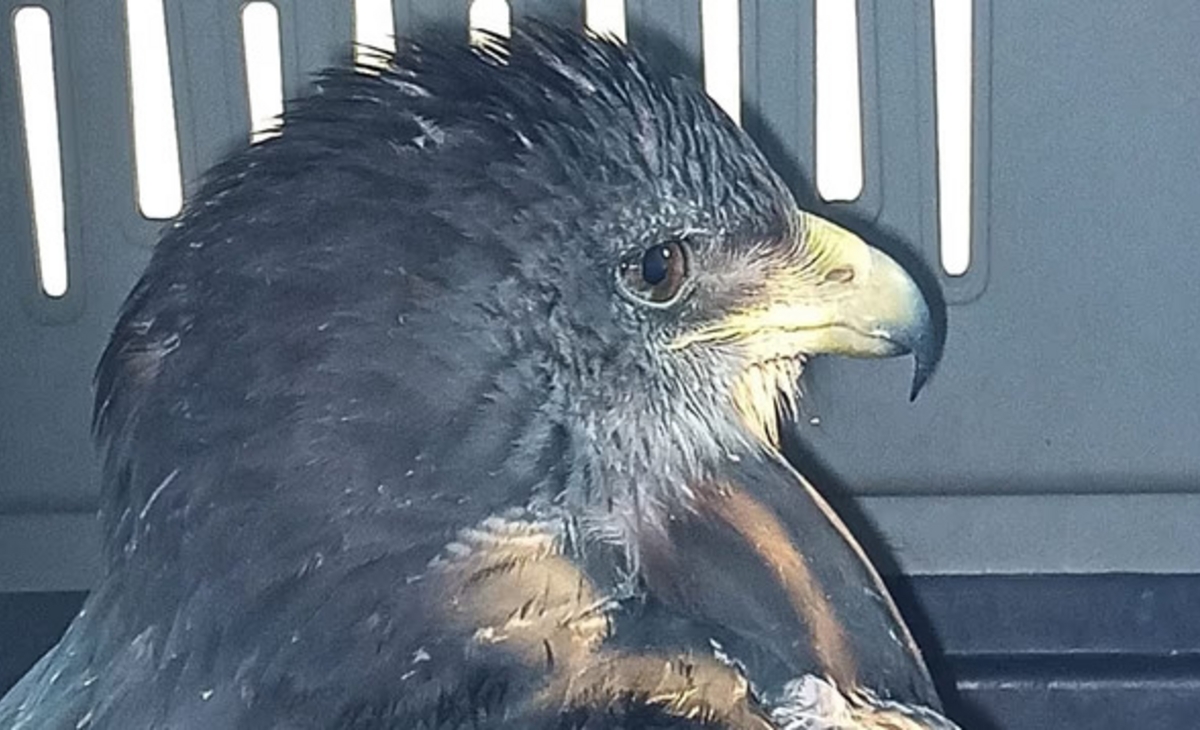 Encuentran y asisten a un águila mora con graves heridas