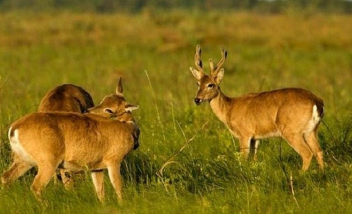 Buscan declarar "Monumento Natural al venado de las pampas