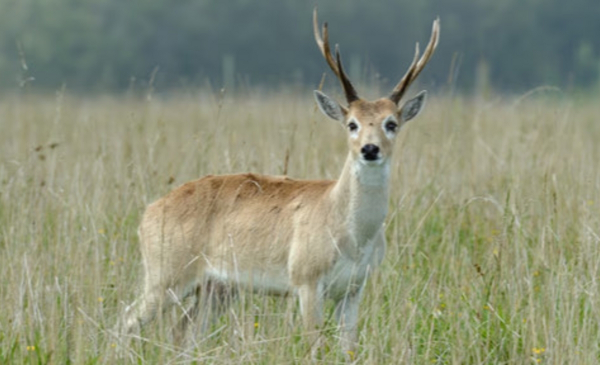 Buscan que el venado de las pampas sea Monumento Natural Nacional