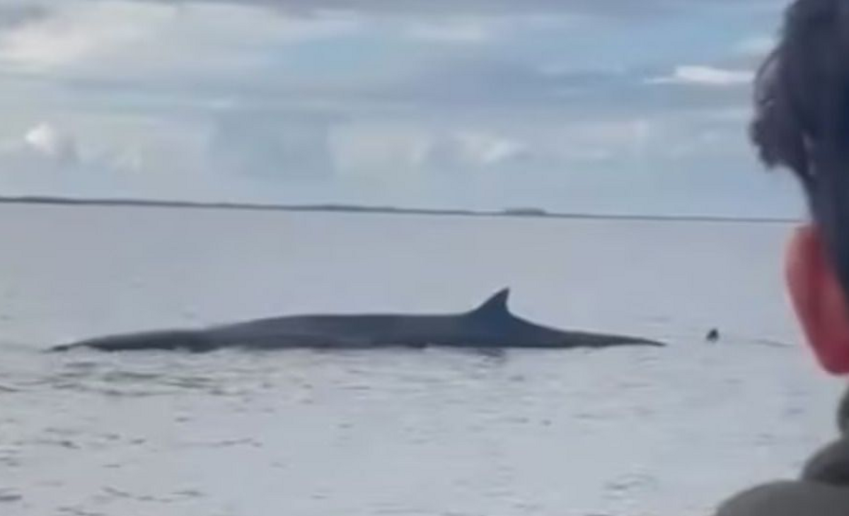 Una ballena quedó encallada en el Río de La Plata