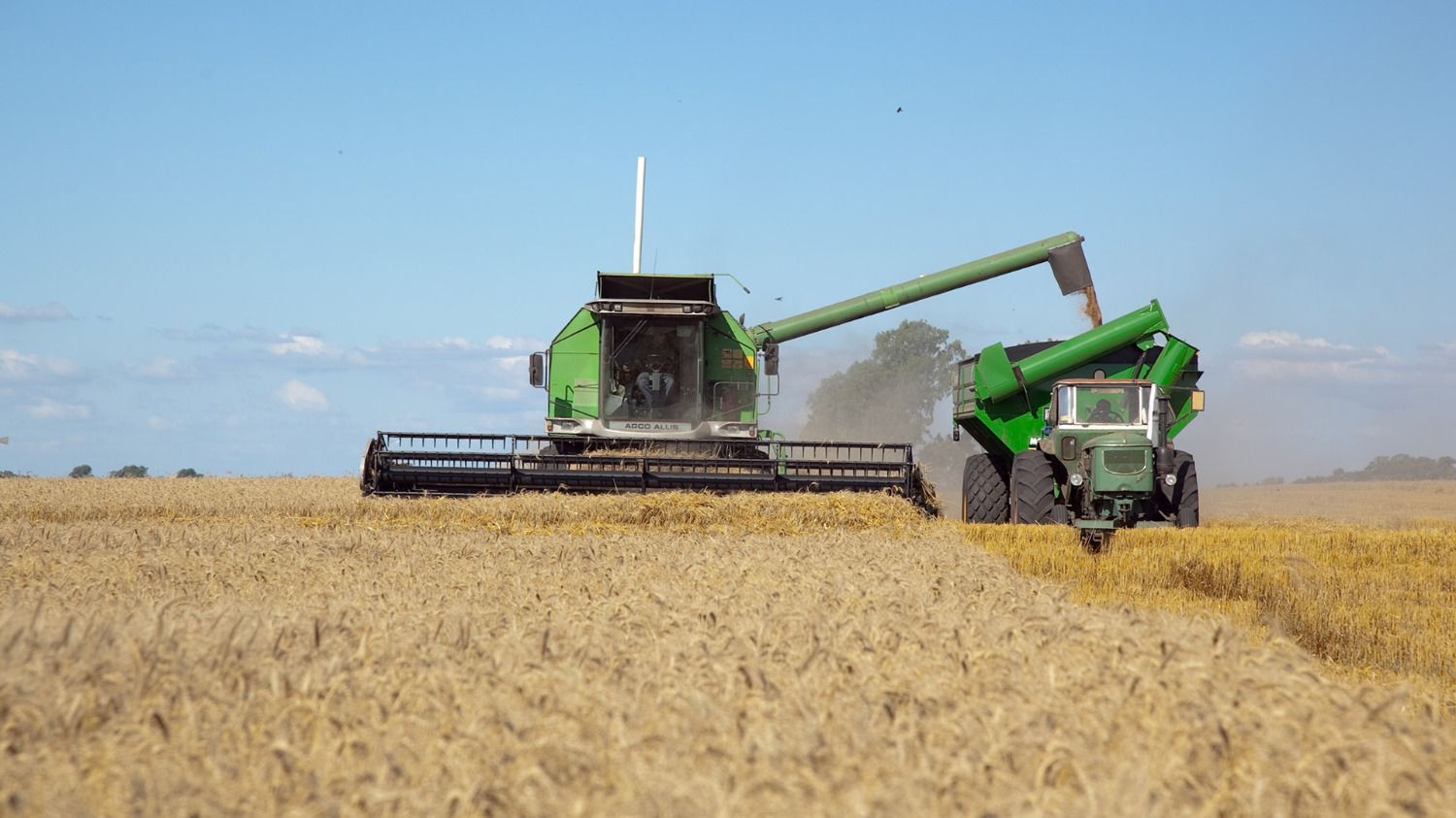 Hay casi 250 mil hectáreas sembradas con trigo