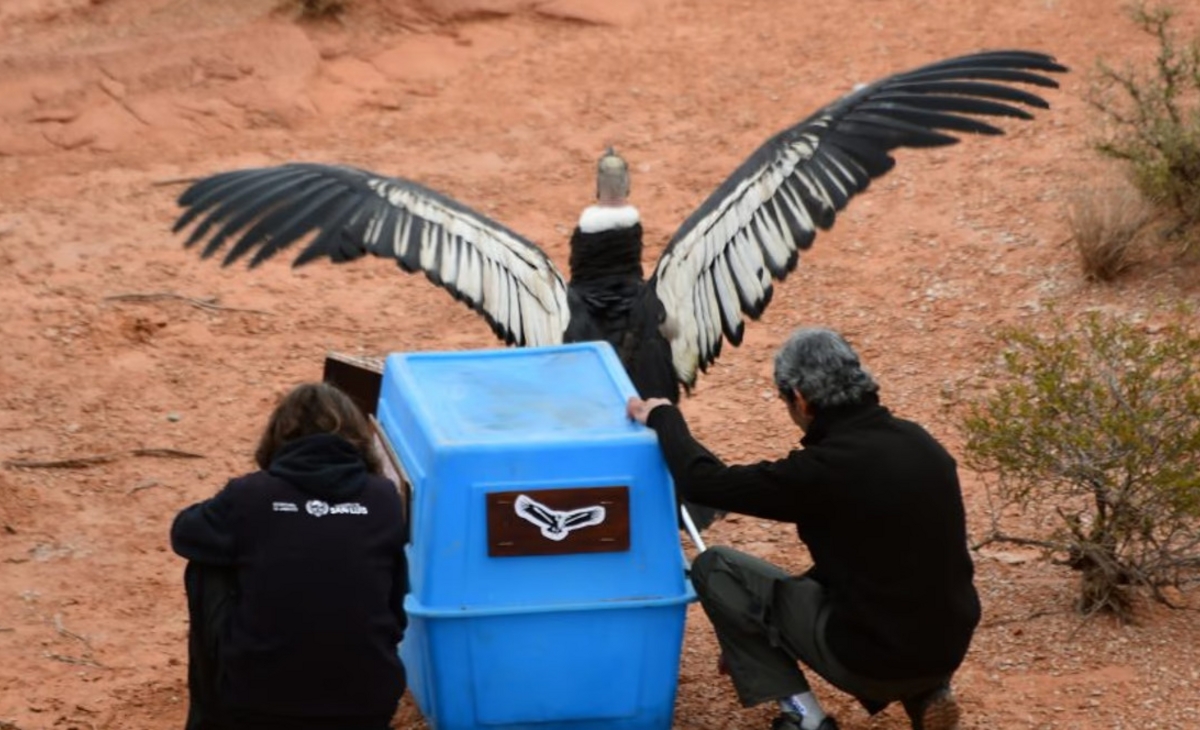 Después de un año de rehabilitación, volvió a volar el cóndor andino “Wayra”