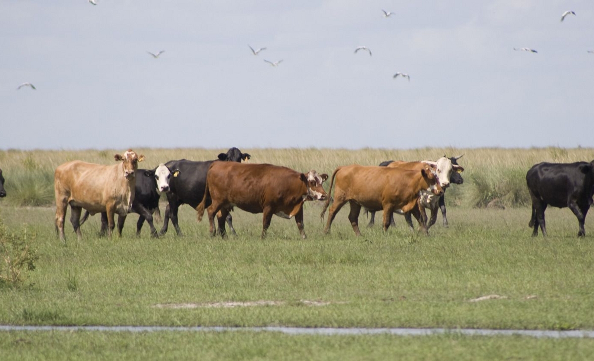 Nuevas Oportunidades de Crédito para Productores Agropecuarios en La Pampa