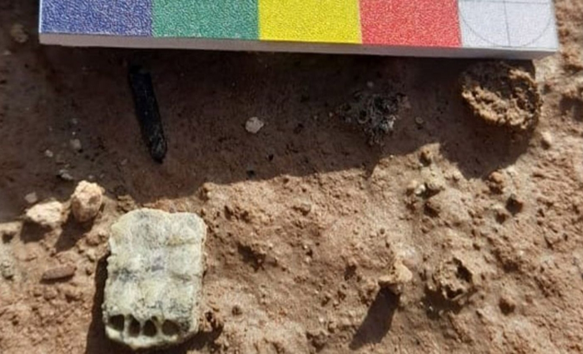 Hallan piezas paleontológicas