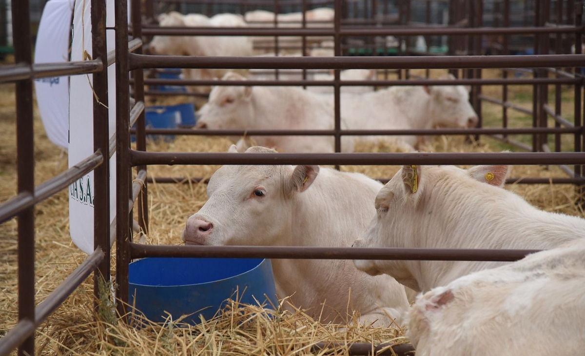Gran remate de la raza Charolais en Santa Rosa: la pista se tiñó de blanco
