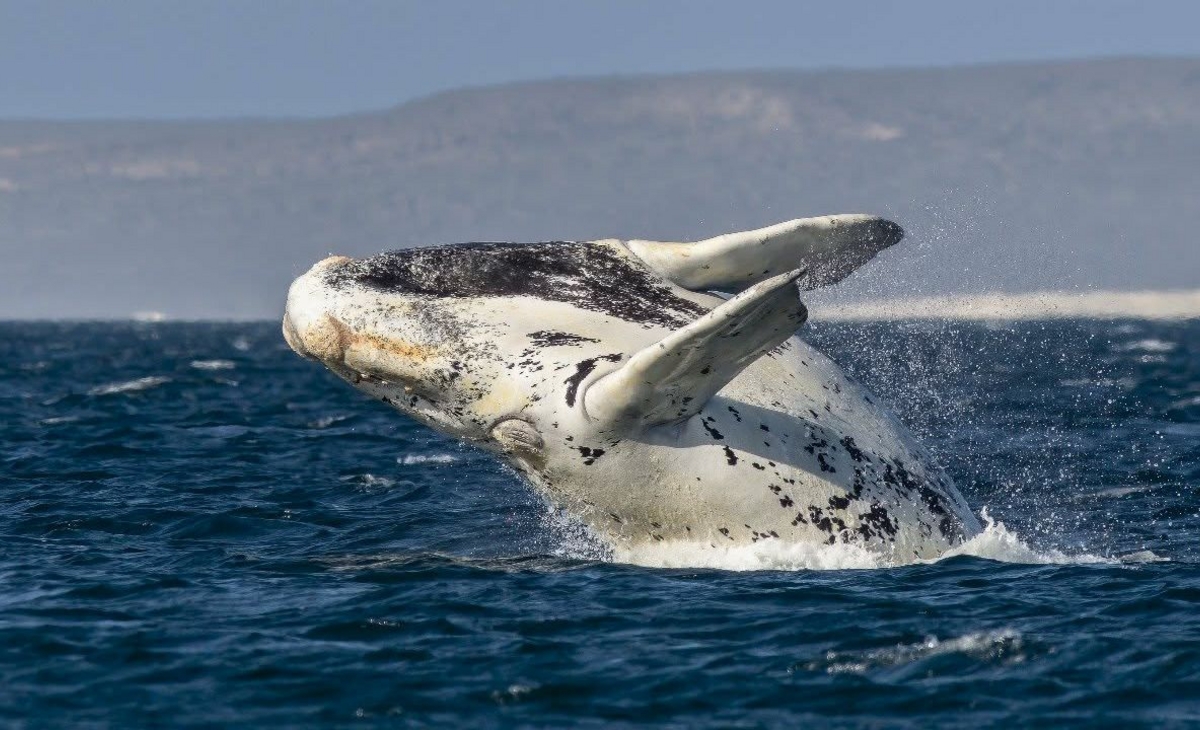 National Geographic publicó fotografías del pampeano Gabriel Rojo