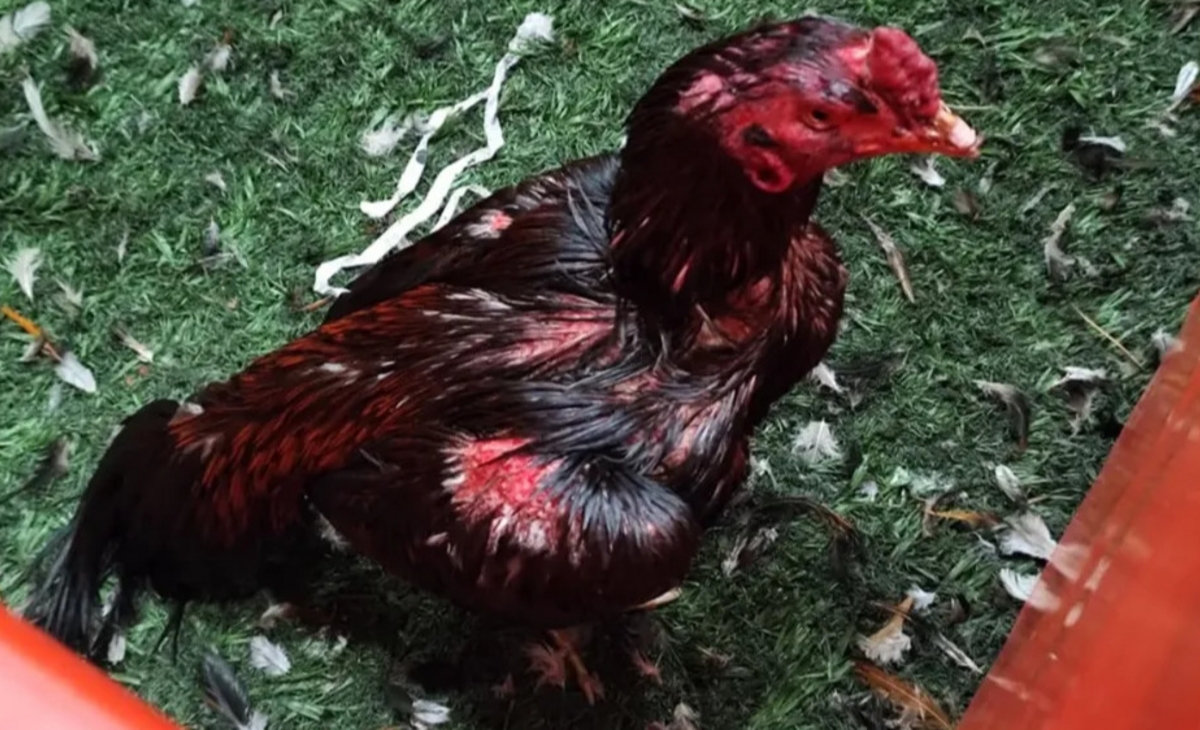 Son 111 los gallos de riña rescatados de un boliche y 21 los detenidos
