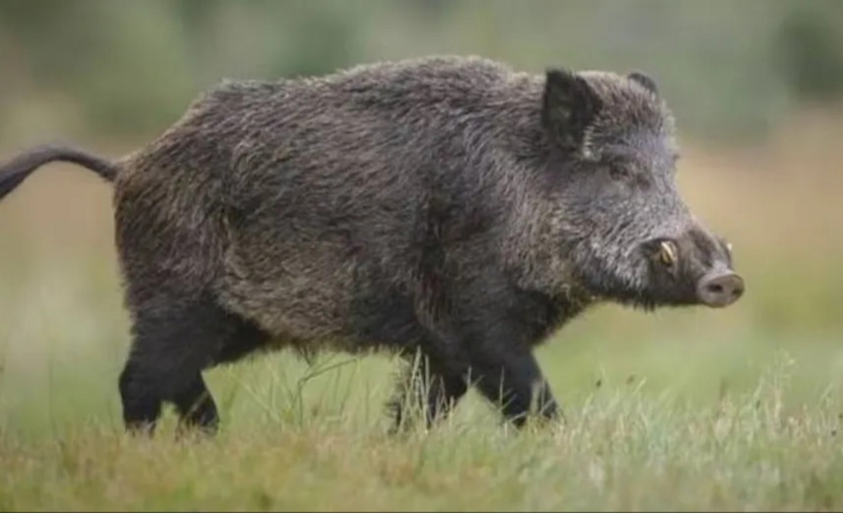 Jabalí: avanza en el campo y se acerca hacia los poblados