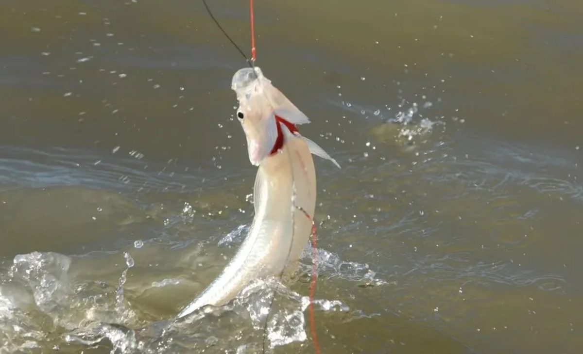 Pejerrey: inicia la veda para la pesca deportiva