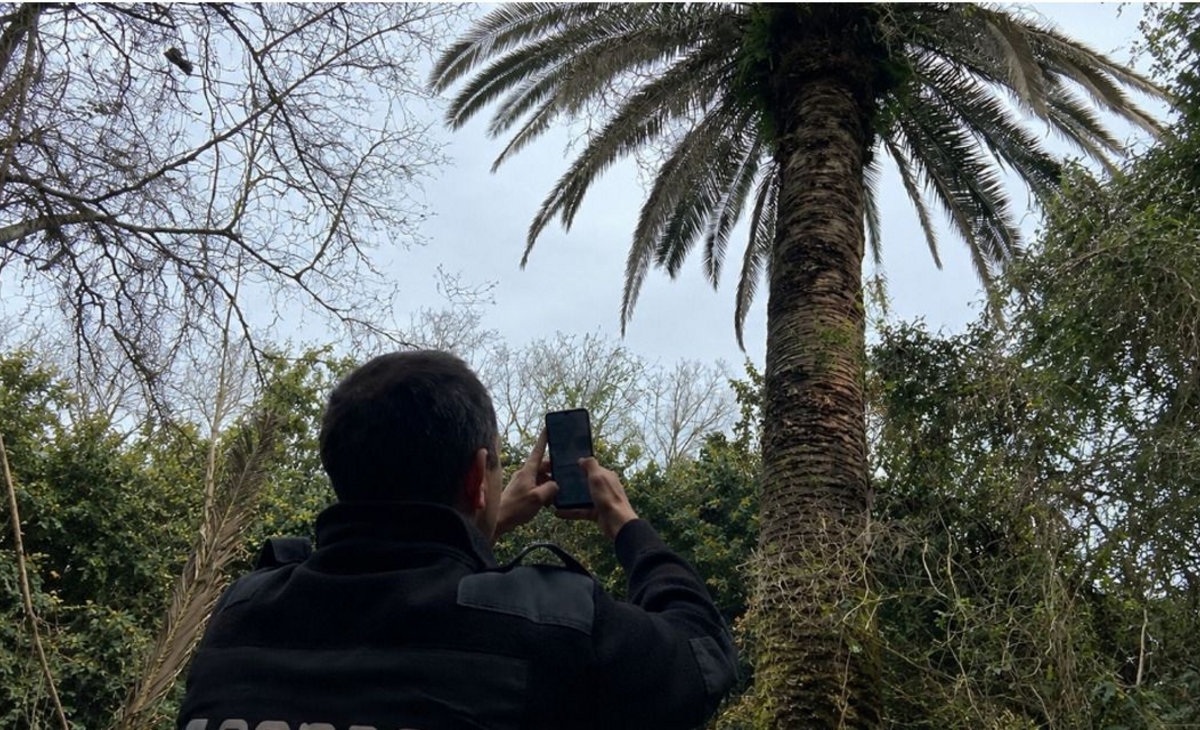 Amplían la zona de emergencia por una plaga que ataca a las palmeras