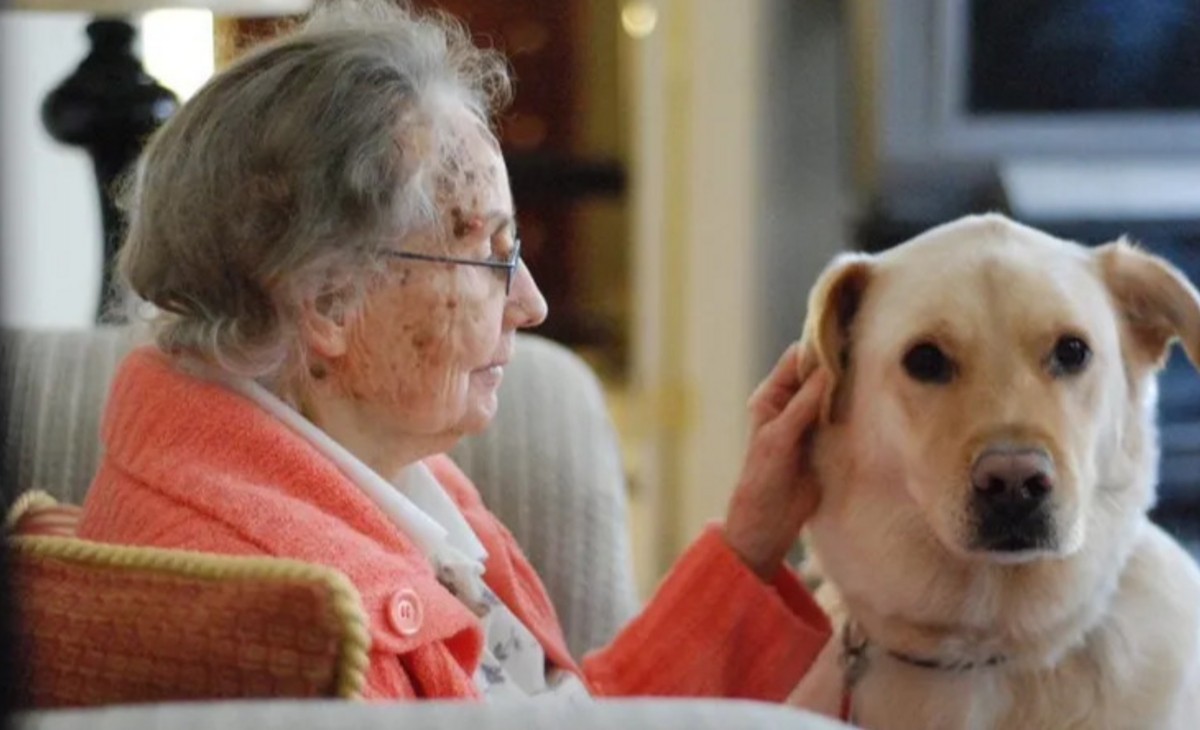 Buscan que se habiliten los entierros de las personas con sus mascotas