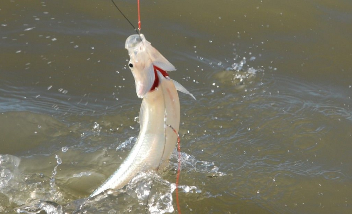 Se Implementa Veda Parcial de Pesca de Pejerrey en Laguna Don Tomás