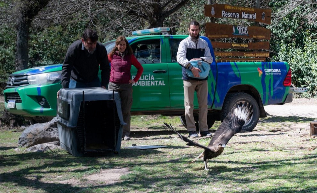 Rehabilitaron y liberaron más de 40 animales silvestres que estaban en cautiverio
