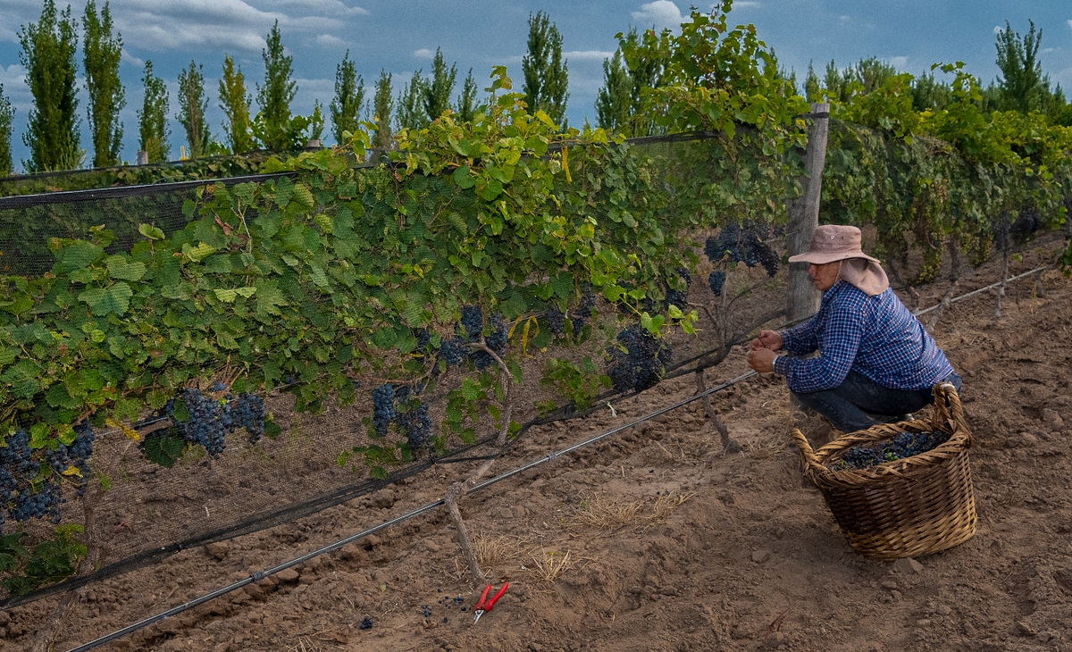 Lanzan la temporada primavera de turismo en Trenel, con el vino como protagonista