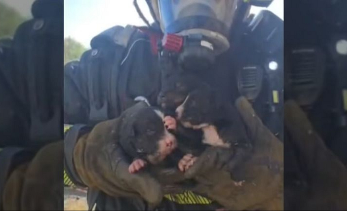 Bomberos salvaron a nueve cachorritos de morir en un incendio