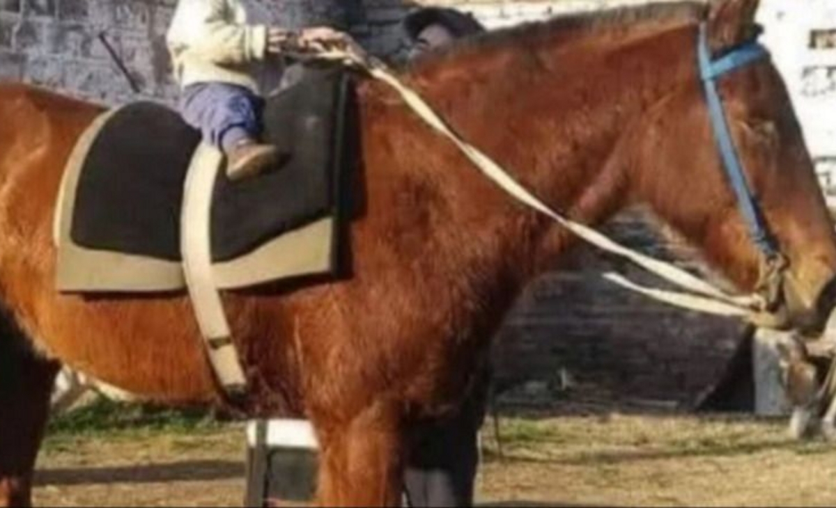 Condenaron al hombre que mató a “Tomasito”, el caballo de Acha