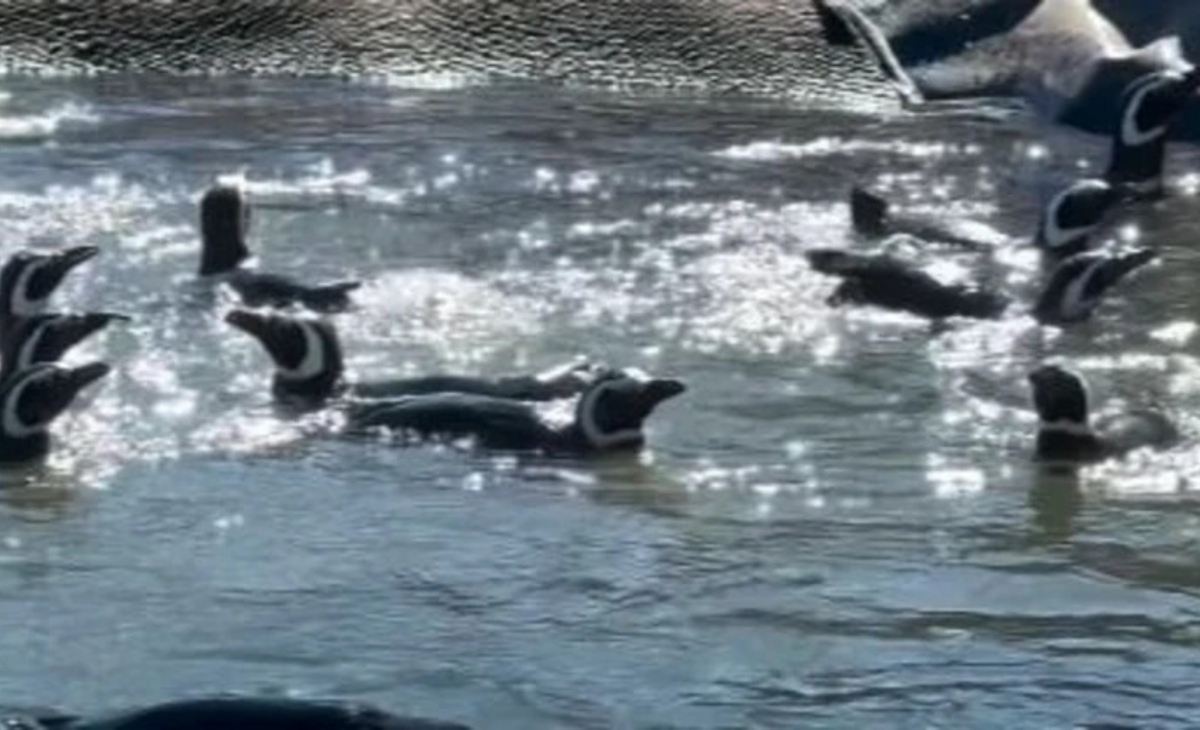 En medio del conflicto qué pasó con los pingüinos del Aquarium