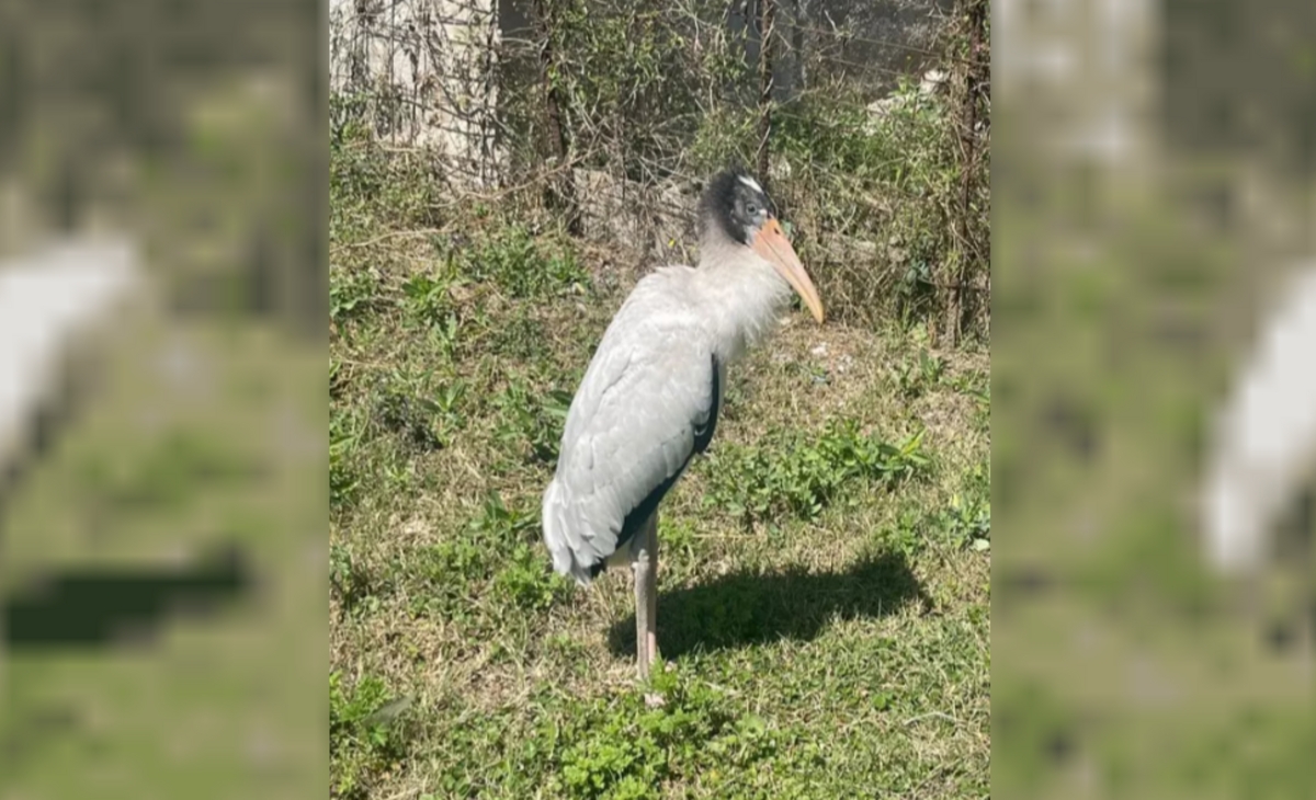 Conservación de fauna: lograron rescatar una cigüeña herida
