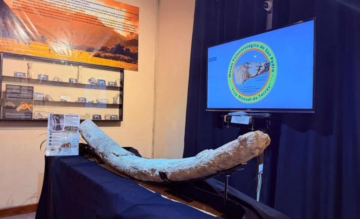 Encontraron el colmillo de mastodonte más largo de Sudamérica