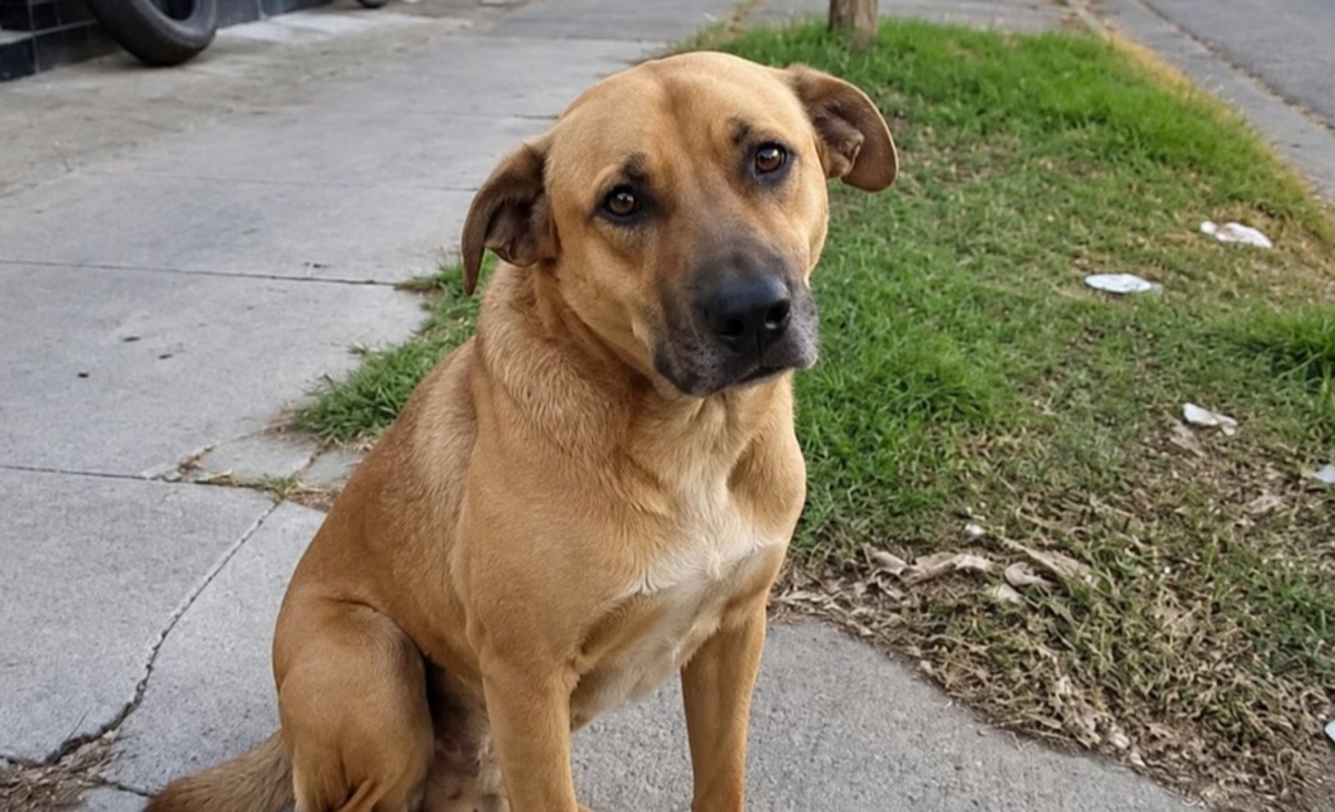 Proponen penas de 60 días de arresto para los que maltraten mascotas