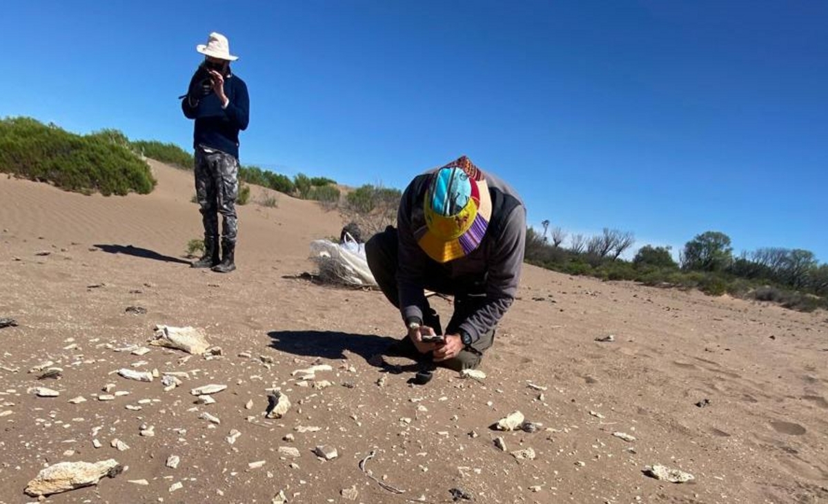 Hallaron fósiles de un posible megaterio en Árbol Solo
