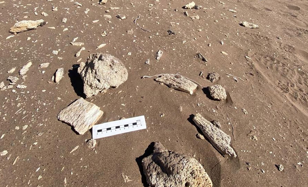 Hallan restos de megaterio en Árbol Solo