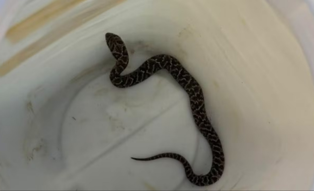 Sorpresa en una casa: encontraron una yarará en la vivienda