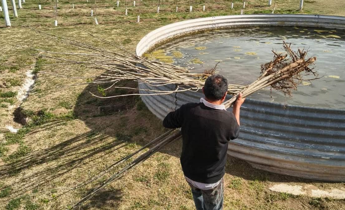 La comuna de Telén foresta con alpatacos y fresnos