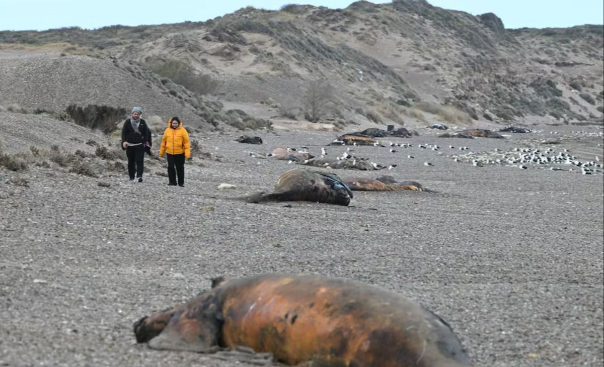 Decenas de crías de ballenas muertas en una costa preocupa a los científicos