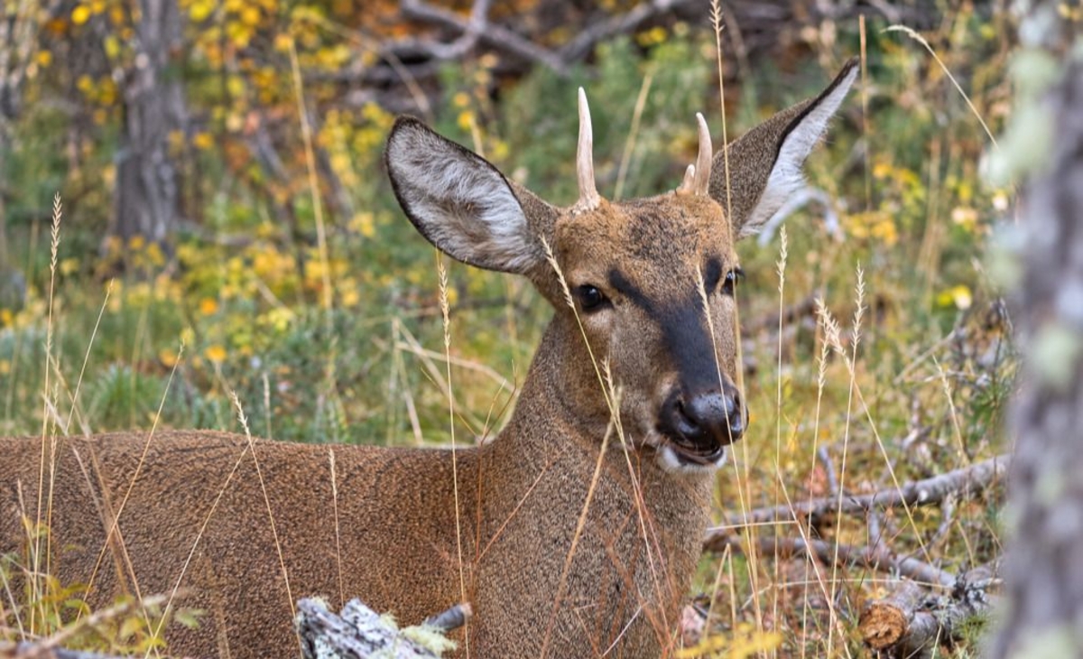 Descifraron el ADN del huemul y se abre una nueva esperanza para su conservación