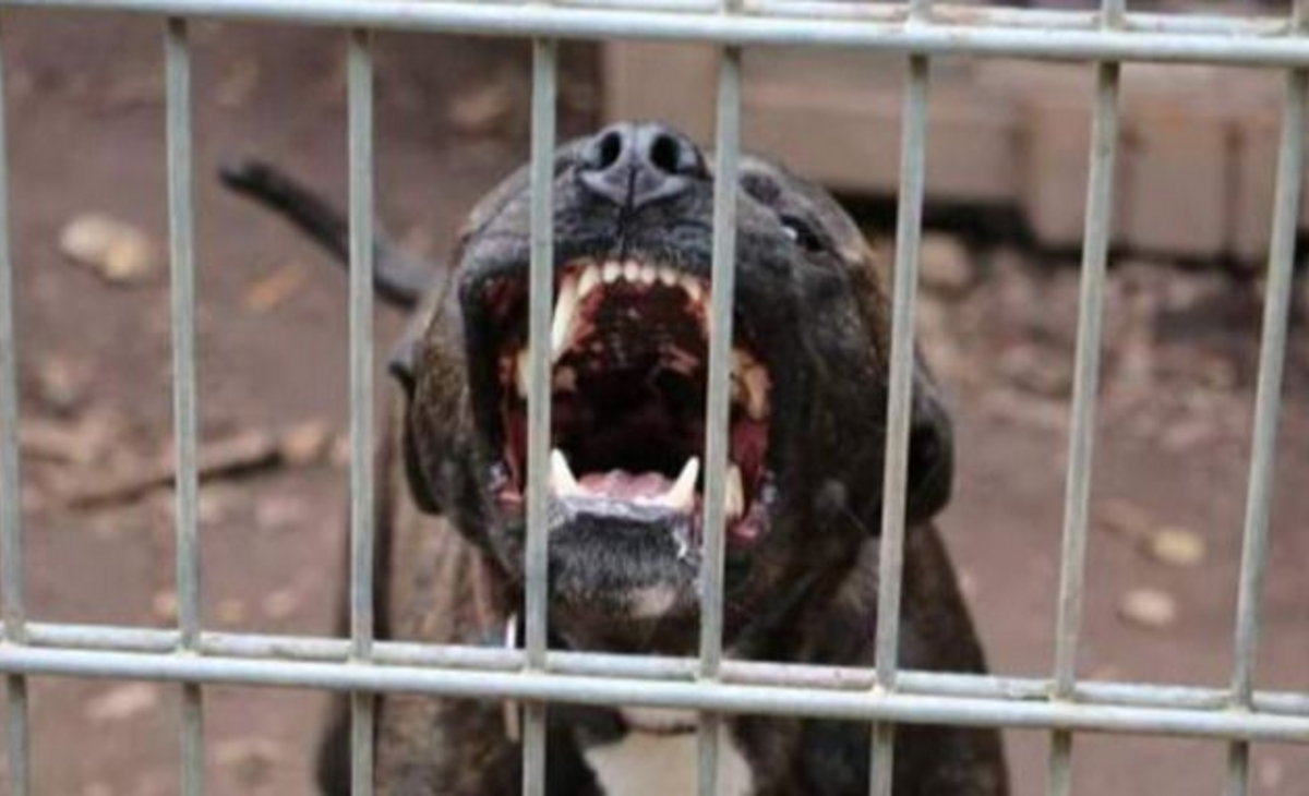 Un pitbull atacó y mató a un nene de 4 años en Moreno