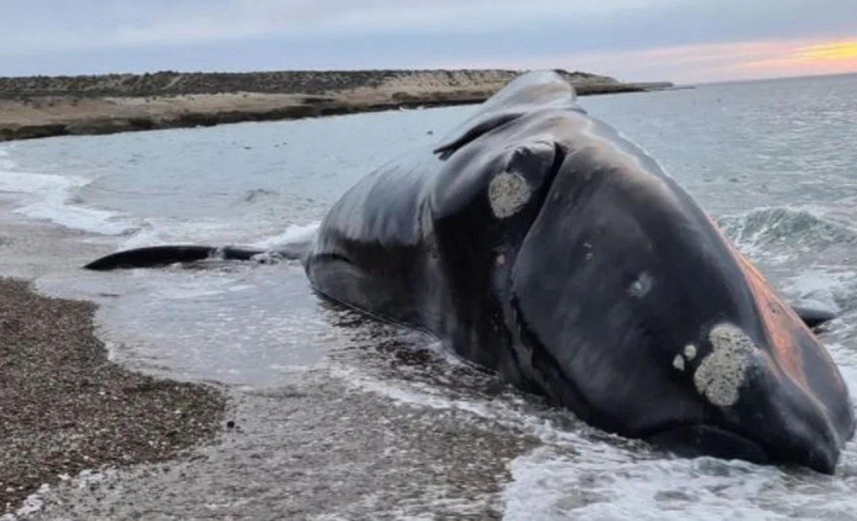 Ballenas muertas: después de las crías, ahora aparecen juveniles y adultos