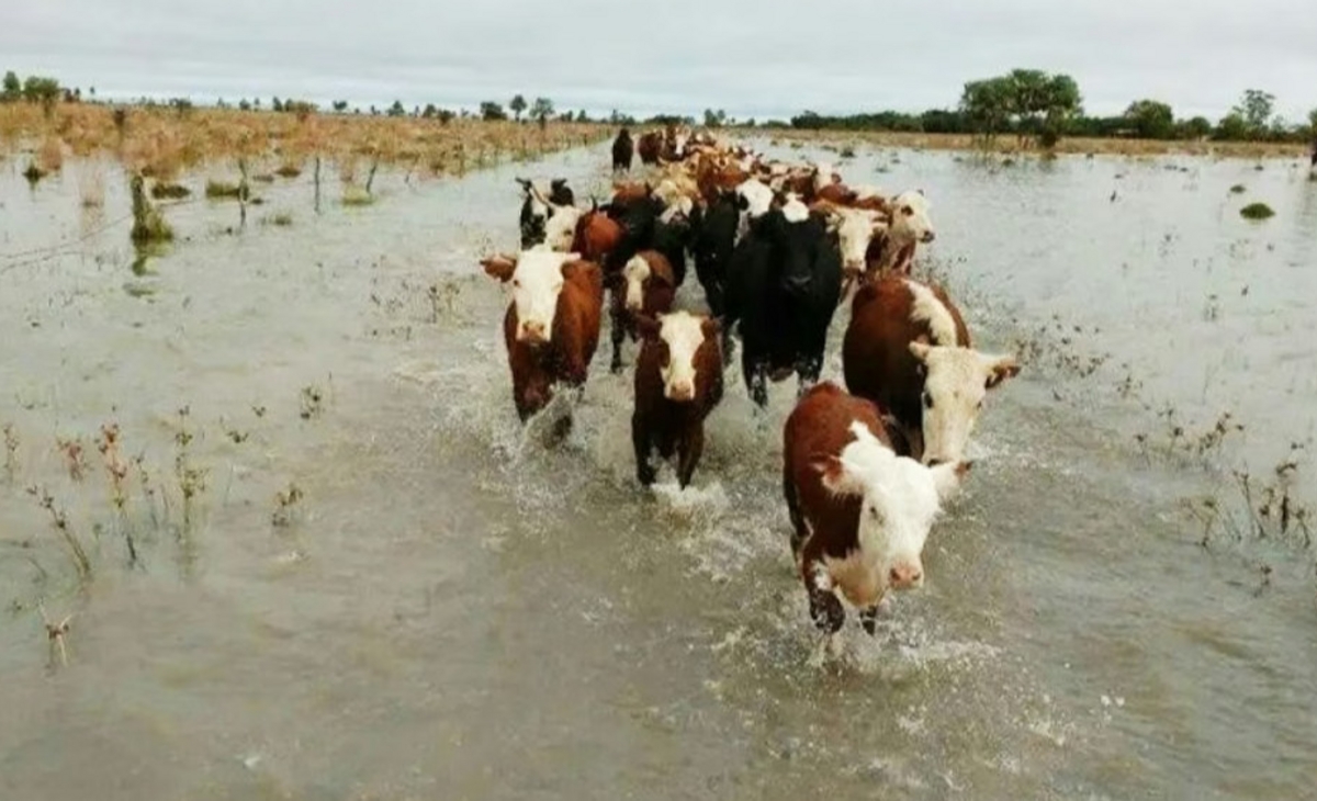 Por la crecida del río los productores evacuaron el ganado